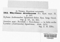 Rhytisma decolorans image